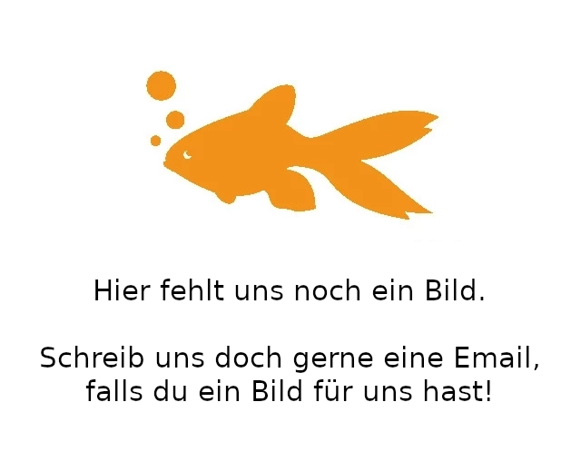 Afrikanischer Mondsalmler