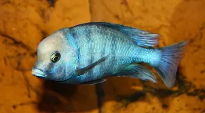 Beulenkopfmaulbrüter