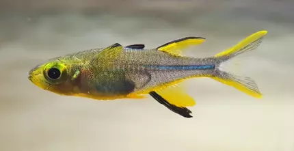 Celebes-Sonnenstrahlfisch