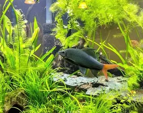 Feuerschwanz-Fransenlipper