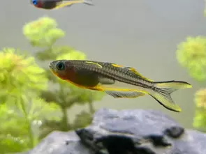 Gabelschwanz-Blauauge