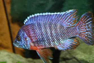 Kaiserbuntbarsch