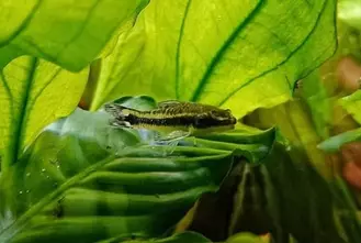 Ohrgitterharnischwels