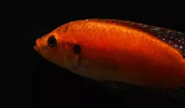 Roter-Turkana-Buntbarsch