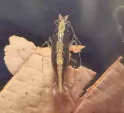 Rückenstrichgarnele